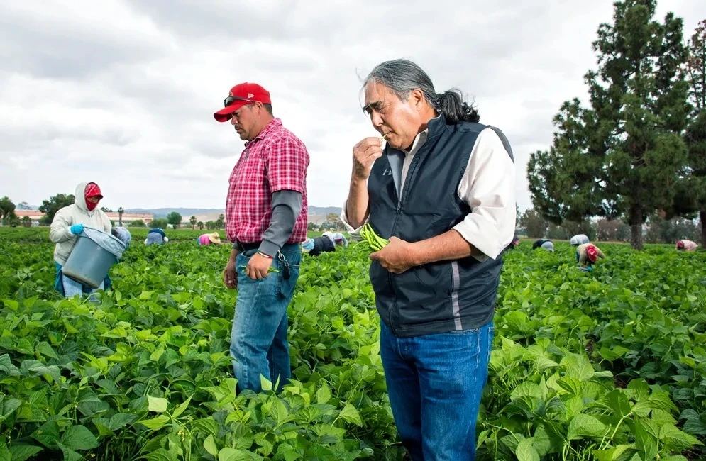 A.G. Kawamura inspecting green beans in the field with harvest crew