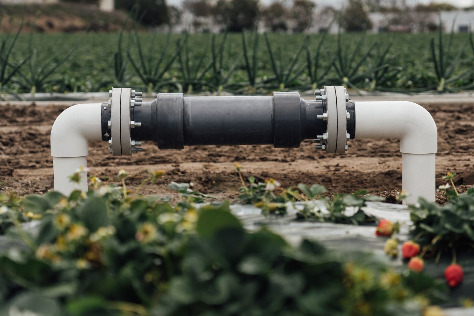 A Vorterra unit bolted flange-to-flange into a field supply line over a coastal strawberry planting, berries ripening in the foreground