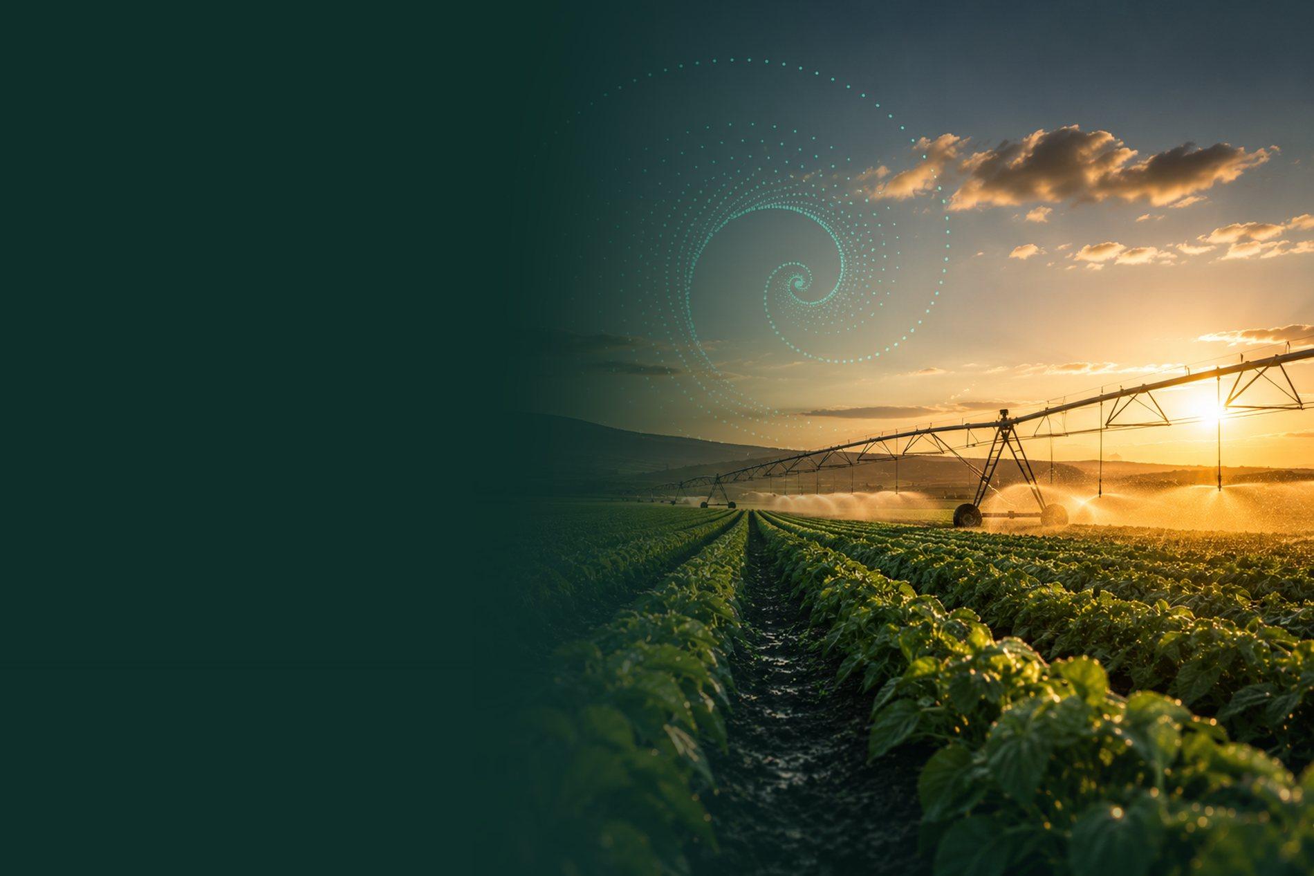 Irrigated crop rows at golden hour