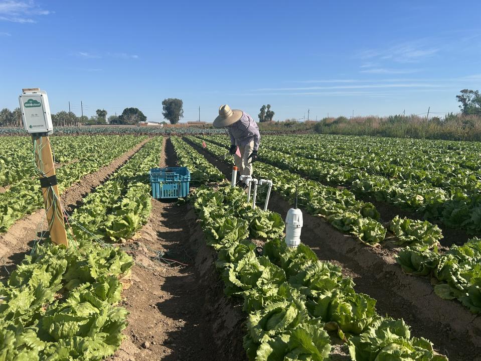 Mature iceberg lettuce with soil-moisture sensors visible among the rows