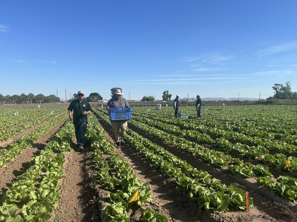 Research team collecting lettuce heads at harvest, March 2026